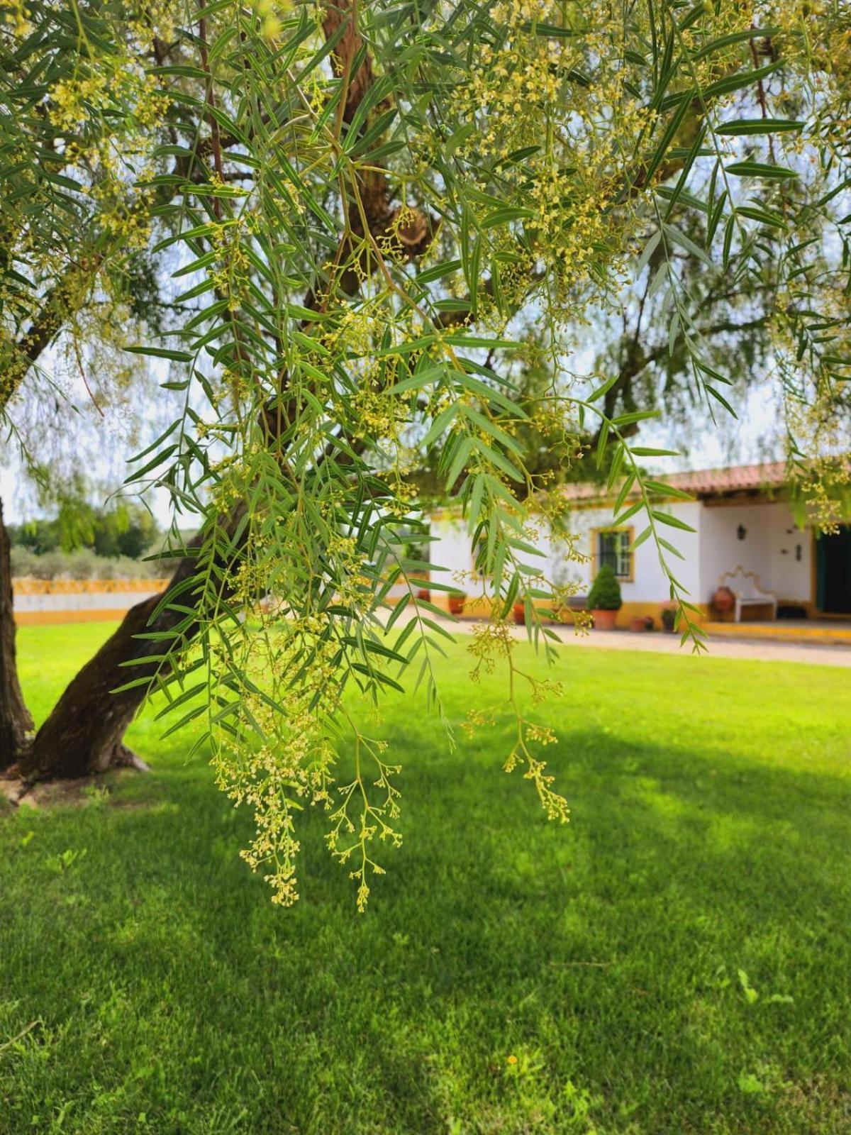 Montinho Do Palanque Villa Viana do Alentejo Exterior foto